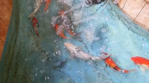 Jangan sampai keberadaan kolam ikan di teras justru memperburuk tampilan depan rumah anda. Kolam Ikan Koi Di Teras Rumah Bikin Adem Suasana Youtube