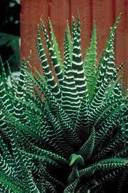 When most people talk about succulents, especially cacti, they think about arid deserts with little to no moisture and the sun's rays in full blast. How To Grow A Zebra Cactus Plants Succulents Mother Plant
