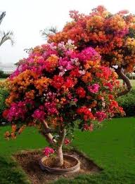 Plant A Bougainvillea Tree Bougainvillea Tree Backyard Trees Landscaping Trees