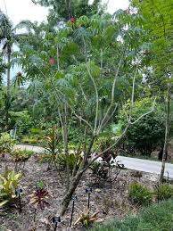 Image result for Jatropha multifida