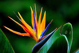 Potted plants or those started from cuttings late in the season can be overwintered indoors. Plants To Attract Birds Bees And Butterflies To Your Garden Jimsmowing Com Au