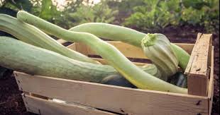 It is not essential to peel organic produce when you prepare baby food, neither are you faced with possible contamination by systemic pesticides. How To Grow Italian Cucuzza Squash Gardener S Path