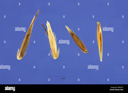 Image result for Avena byzantina