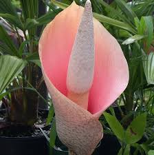 Image result for Amorphophallus goetzei