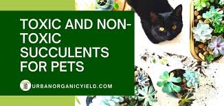 Check spelling or type a new query. Are Succulents Poisonous To Cats Toxic Nontoxic Succulents