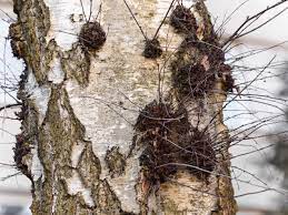 Maybe you would like to learn more about one of these? Recognizing And Controlling Watersprouts In Trees And Shrubs