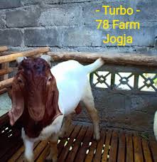 Harga kambing boer dan silangan boer. Pejantan Boer 78 Farm Jogja Sukses Ternak Kambing Domba ÙÙŠØ³Ø¨ÙˆÙƒ