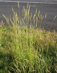 Image result for Anthoxanthum