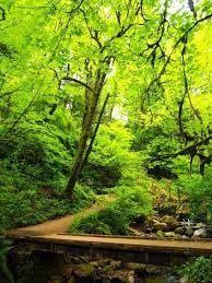 Hiking In Portland Wildwood Trail Oregon Hikes Culture Travel Oregon Living