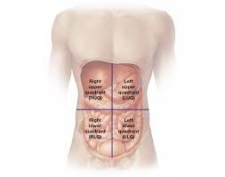 Quadrant biosciences, syracuse, new york. Abdominopelvic Quadrants Their Major Organs