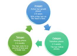 The average menstrual cycle lasts 28 days when counting from the first day of one cycle to the first day of the next cycle. Female Hair Loss Patterns What Does Hair Loss In Women Look Like