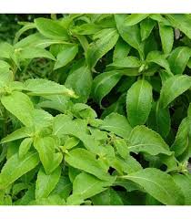 Image result for Erlangea