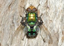 Image result for Rutidea orientalis