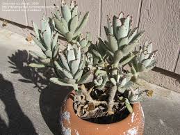 Panda Plant Kalanchoe Tomentosa Plants Succulents Species