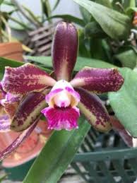 Image result for Wolffiella repanda