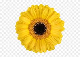 However, if you can provide the right growing conditions, your gerbera daisy may survive for two or three years. Delmonte Yellow Mini Gerbera Daisies Clipart 4314232 Pikpng