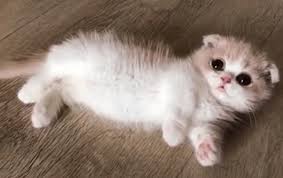 Kucing ini memiliki ukuran tubuh yang bongsor dengan berkaki pendek. Kucing Munchkin Fakta Jenis Dan Harganya
