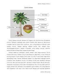 Kesemua bahagian pokok kelapa berguna kecuali kemungkinannya bahagian akar dan pokok kelapa mampu menghasilkan sehingga 75 biji kelapa setahun; Pokok Kelapa