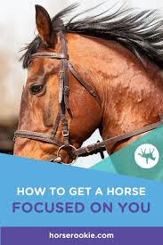 How To Ride So Your Horse Is Attuned To You In 2020 Horse Training Horses Horse Riding Tips