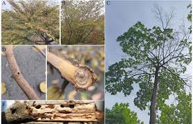 Image result for Terminalia neotaliala
