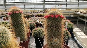 Hi, ich bin crassula ovata. Themen Spezial Kakteen Und Sukkulenten Richtig Pflegen Mdr De