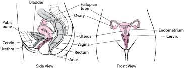 If it has an 'x' shape its a female. Female Internal Genital Organs Women S Health Issues Msd Manual Consumer Version
