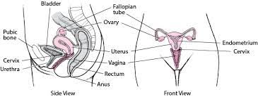A species is defined a population of individuals capable of interbreeding freely with one another but because of geographic, reproductive, or other barriers, they do not interbreed with. Female Internal Genital Organs Women S Health Issues Msd Manual Consumer Version