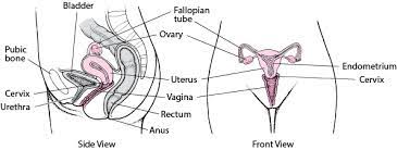 It can help you understand our world more detailed and specific. Female Internal Genital Organs Women S Health Issues Merck Manuals Consumer Version