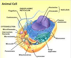 Animal cell structure mastering biology. Esteam Campbell Biology Club Activities
