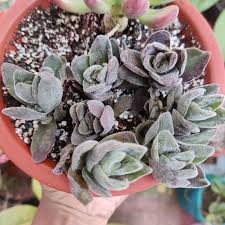 Image result for Crassula globularioides