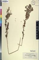 Image result for Indigofera emarginella