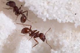 Buy Live Harvester Ants For Ant Farms Just 4 99 In 2020 Ant Farms Ants Ant Habitat