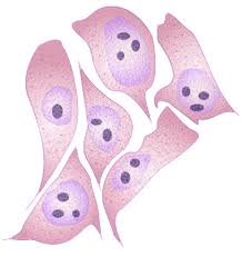 Immortalized cell lines enjoy a popularity for biotechnology and research alike that is unlikely to fade any time soon. Vero Cell Togotv