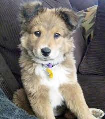 As you can see, the australian shepherd golden retriever mix is comprised of two remarkable breeds that are beloved by many. Danielle Ryan On Twitter Left Husky Australian Shepherd Mix Right Husky Golden Retriever Mix Have You Ever Seen Anything Cuter Than These In Your Life All Amazing Breeds Even More Gorgeous Mixed Together Https T Co Jyg7aamyhj