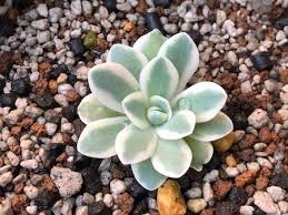 オロスタキス 富士 と 金星 の栽培 斑入り植物の フローラメモ