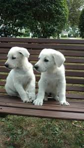 If you require a pup with breeding rights or for show quality with a top pedigree then expect to pay from $3,300 upwards to $7,500 or even more. German Shepherd Akc Pure White Puppies For Sale In Akron Ohio Classified Americanlisted Com