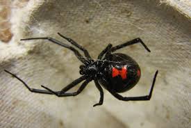 Black And White Spider Texas Poisonous Pin On Nature Walk