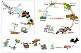 Sedangkan jaring jaring makanan adalah kombinasi dari berbagai. Pengertian Rantai Makanan Komponen Macam Jenis Dan Contohnya Https Www Pelajaran Co Id 2019 28 Pengertian Rantai Makanan H Rantai Makanan Makanan Gambar
