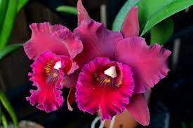 Rsc Hey Song Tian Mu Large Fragrant Dark Red Cattleya Orchid Board Most Complete Orchid Forum Cattleya Orchid Beautiful Orchids Beautiful Flowers