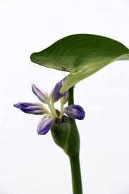 Image result for Monochoria