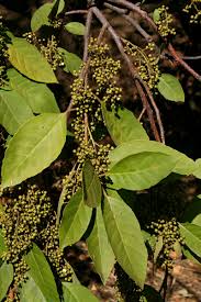 Image result for Maesa lanceolata