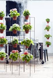 Toller Blickfang Pflanzenfreude Primeln Primula Plants Pflanzen Living Bunt Colorful Bech Vertikaler Garten Diy Vertikaler Garten Pflanzenrankgitter