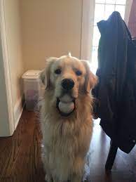 Both balls in mouth