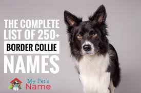 Having a hard time selecting a puppy name for your new french bulldog, well here are a few suggestions. The Complete List Of 250 Brilliant Border Collie Names My Pet S Name
