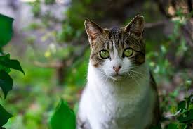 Male indian dog names with meanings. 60 Exotic Cat Names Beautiful Unique Names For Your Cat