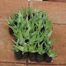 Image result for Aloe barendii