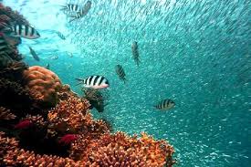 Usaha perikanan tangkap adalah suatu kegiatan usaha perikanan yang berfokus untuk memproduksi ikan yang dilakukan dengan cara menangkap ikan yang berasal dari perairan darat (sungai, muara sungai, danau, waduk, dan rawa) atau dari perairan laut (pantai dan laut lepas). 3 Jenis Usaha Perikanan Paling Potensial Pulpent Com