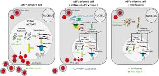 African swine fever (asf) caused by african swine fever virus (asfv) of asfivirus genus, asfarviridae family, can occur in peracute, acute, subacute, chronic or asymptomatic form. In Vitro Inhibition Of African Swine Fever Virus Topoisomerase Ii Disrupts Viral Replication Sciencedirect