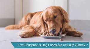 Built by veterinarians and nutritionists, it contains a lower amount of protein, while keeping its quality high, which means, your pet will have all the amino acids he needs to maintain his muscles and prevent a loss of mass. Low Protein And Phosphorus Foods For Dogs Online