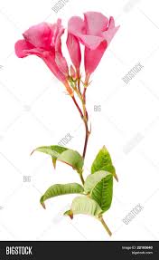 Pin On Mandevilla